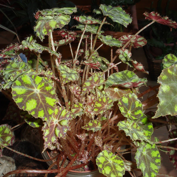 Begonia Tiger | Plantas