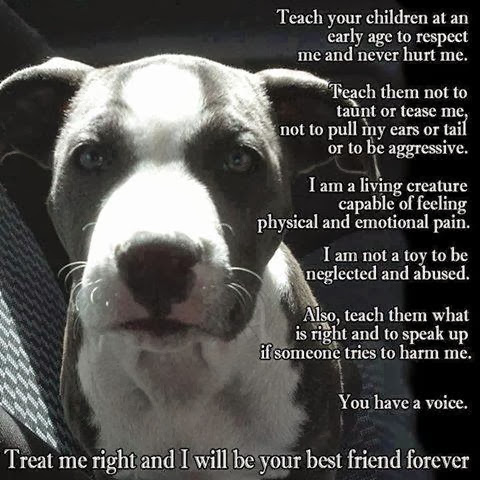  animal, dog, cat, pet, animal, inspiring quotes for animal lovers, petsnmore.org