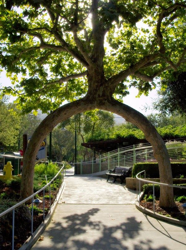 Circus Tree By R waiting for the muse: tales about orb