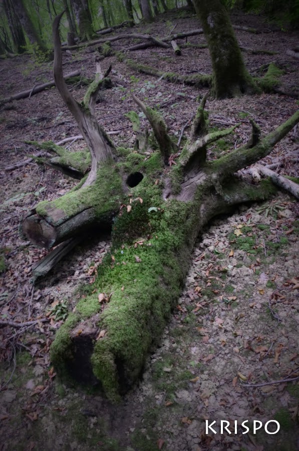 tronco en suelo de bosque junto restos de árboles
