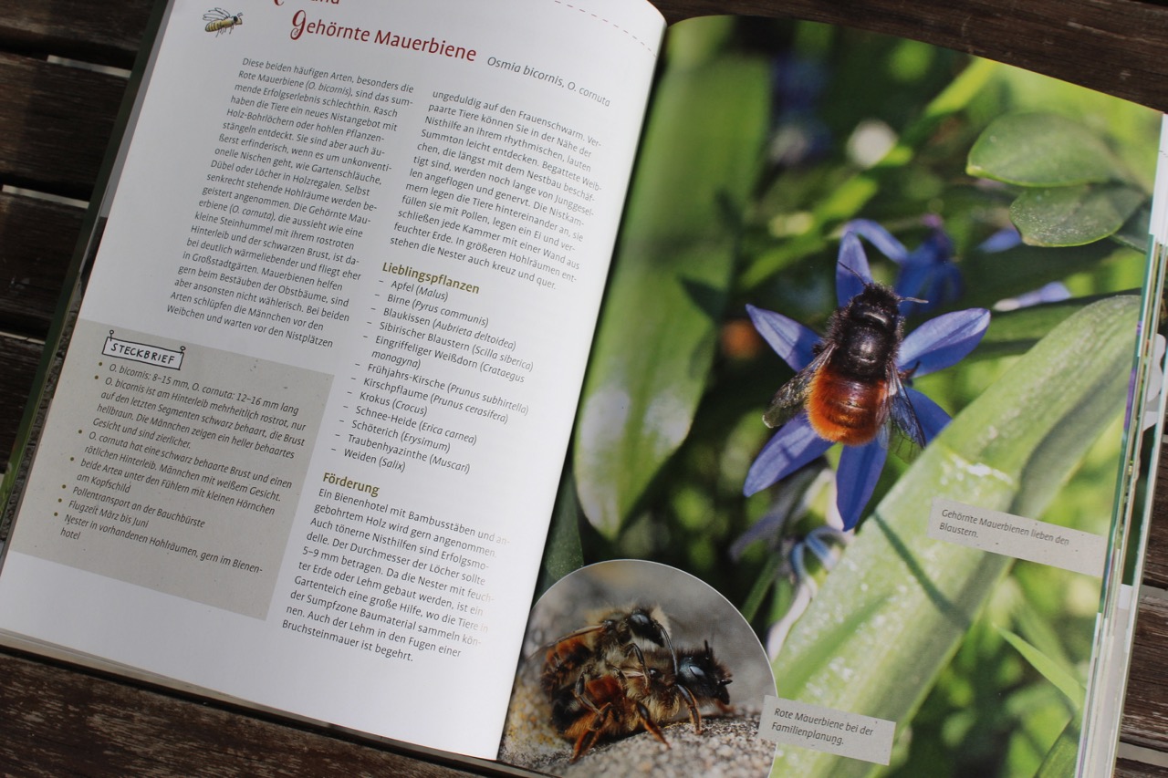 Mein Bienengarten Von Elke Schwarzer Buchempfehlung Mit