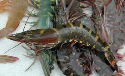 Koleksi Resepi Udang Galah Yang Popular Dan Sedap Koleksi