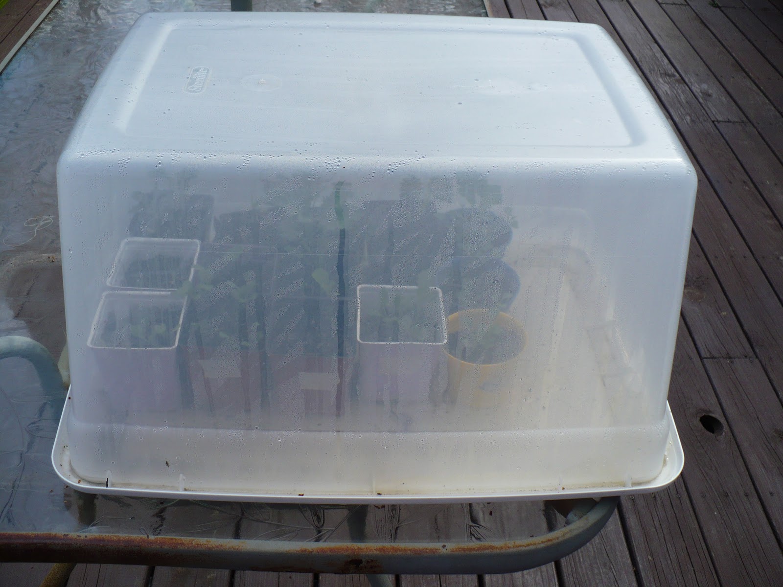 The Tasty Cheapskate A Cold FrameEasy, Quick, Cheap