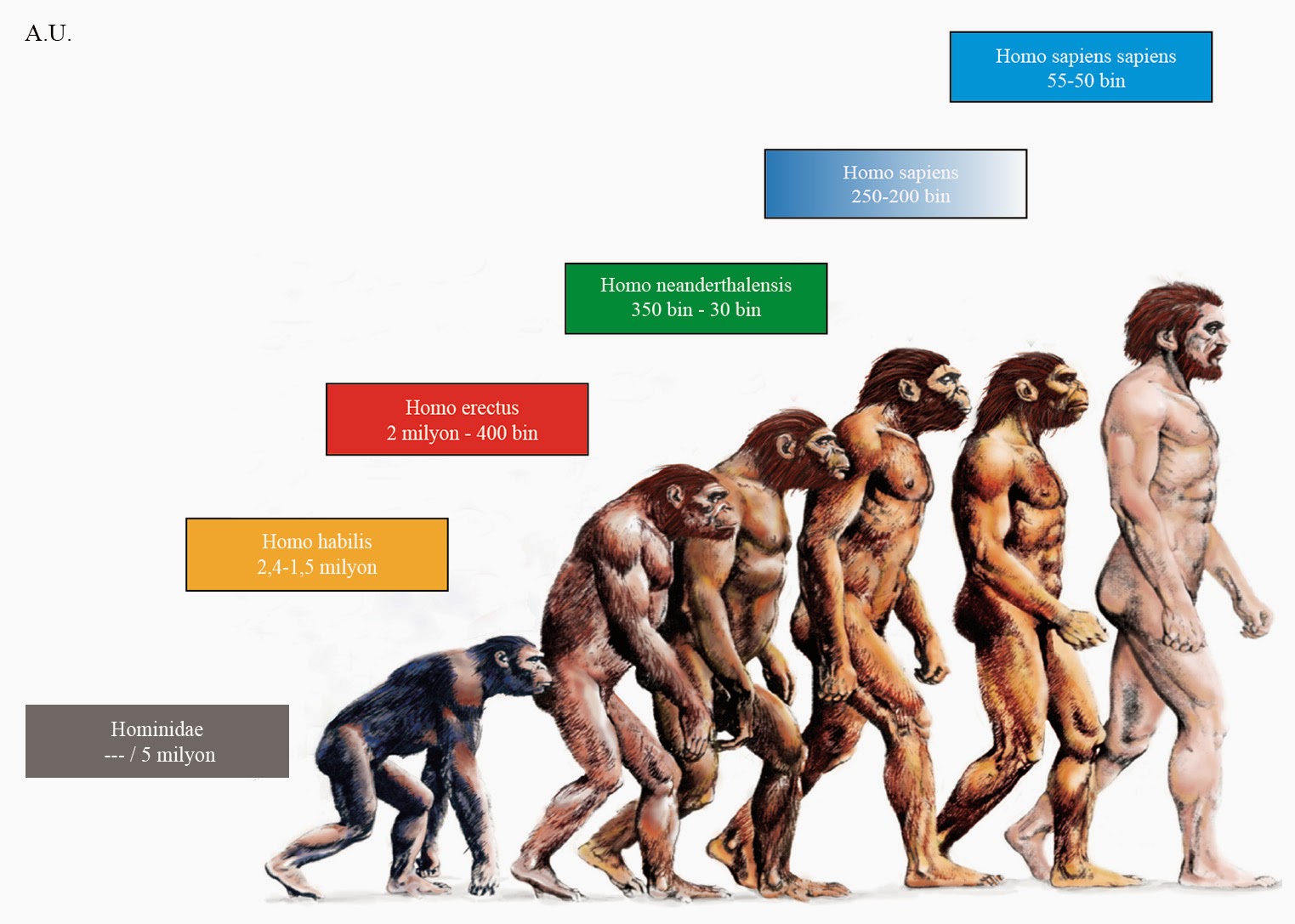 human evolution chart