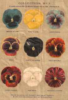 digital flower artwork clip art flower pansy background artwork antique seed catalog