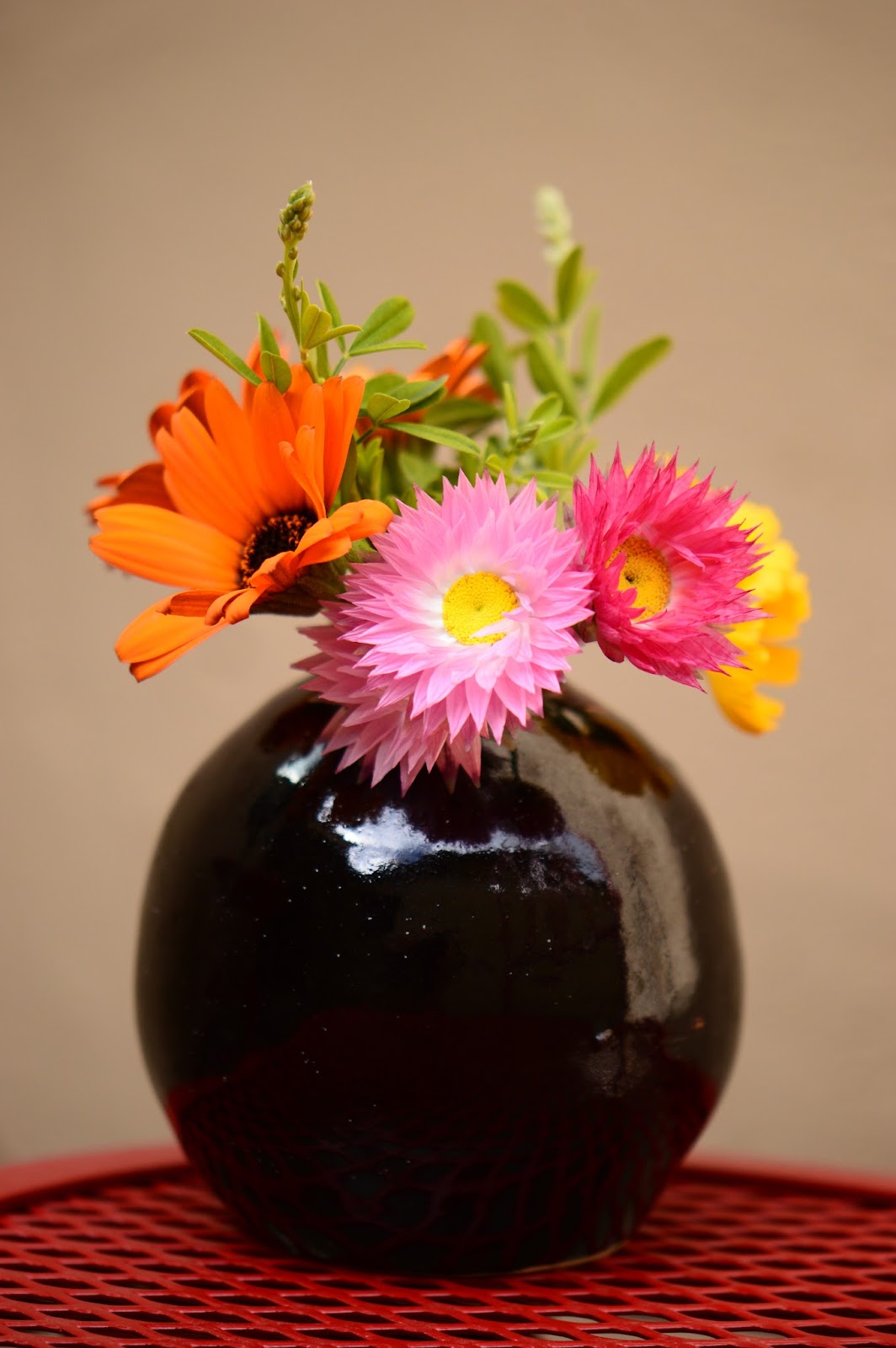 Helipterum roseum, Monday Vase meme