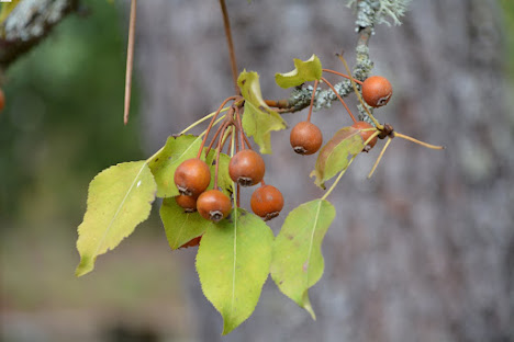 Pereira brava - Pyrus bourgaeana,