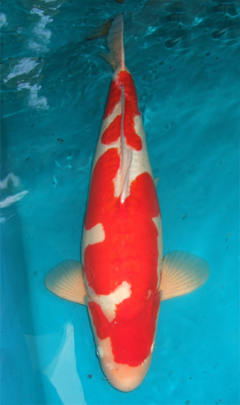 Red Color Development In Koi Fish | Koi Fish Care Info
