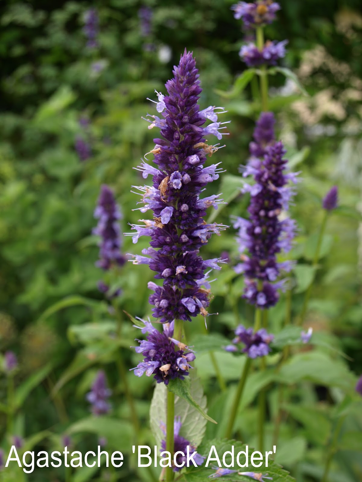 Trädgård i torslanda: agastache