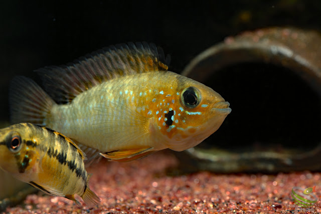 Apistogramma sp. sanjose