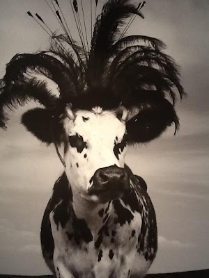 jean baptiste mondino photos of a cow wearing hats