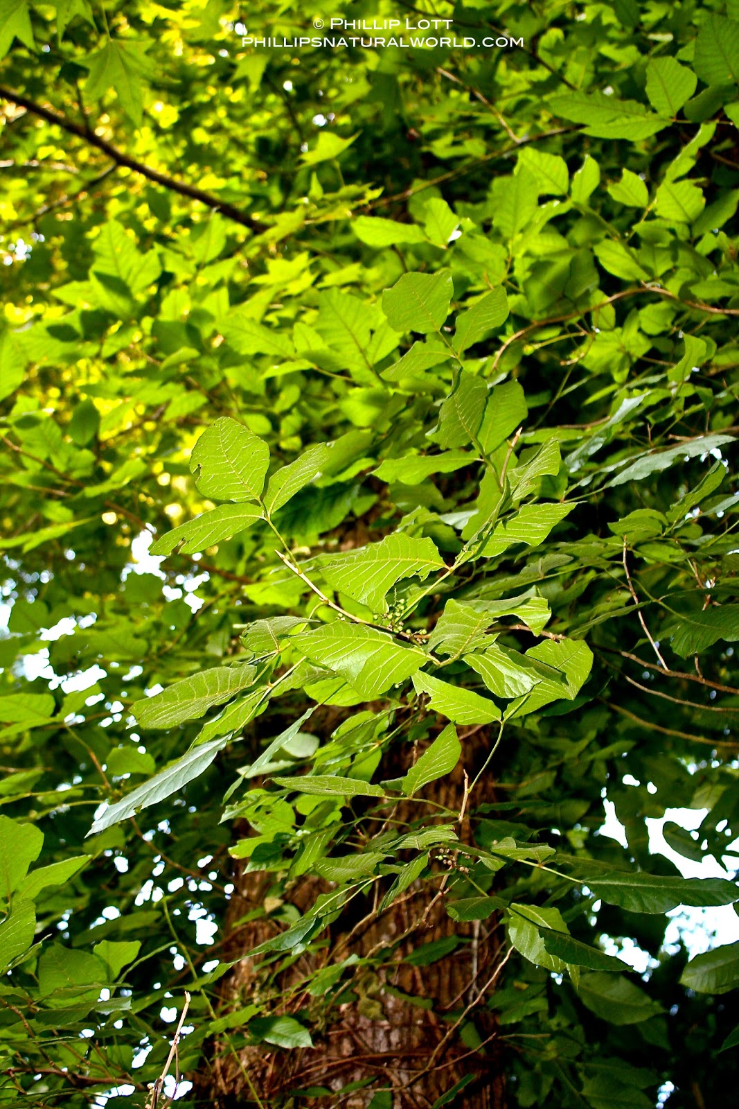 Phillip�s Natural World Florida�s 4 Common Poisonous Plants