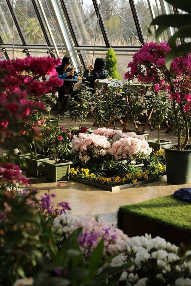 who said the beautiful flowers don't grow in winter Life in korea