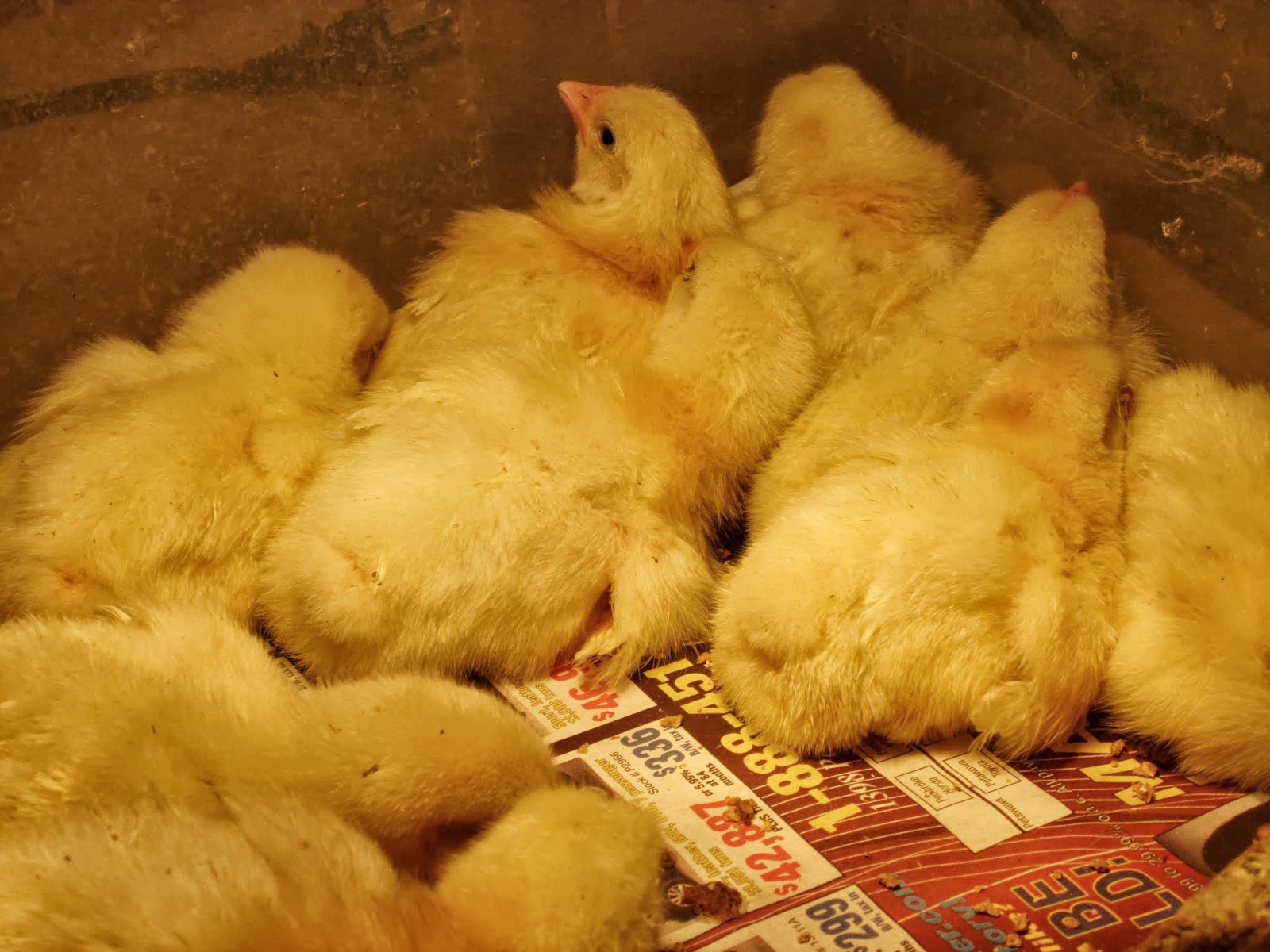 Dwyer's Farmhouse Pretty Little Meat Birds