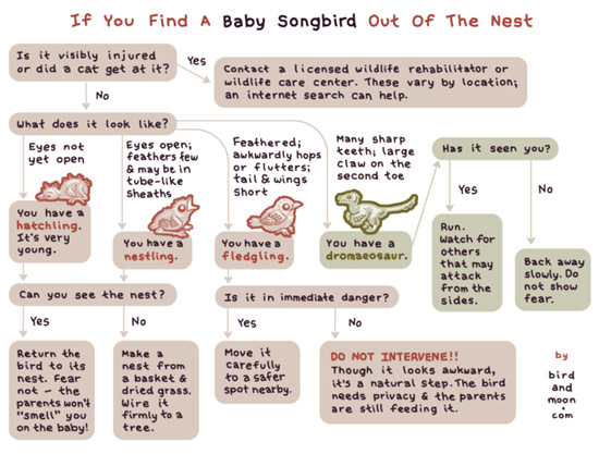 Birdandmoon chart about baby bird out of the nest