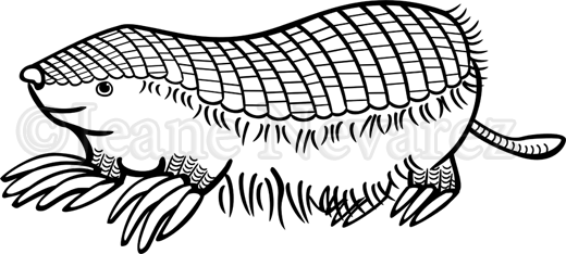 Art by Jeane Nevarez: pink fairy armadillo