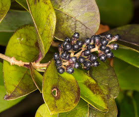 Garden Privet berries, Ligustrum ovalifolium.  Otford, 2 February 2013.