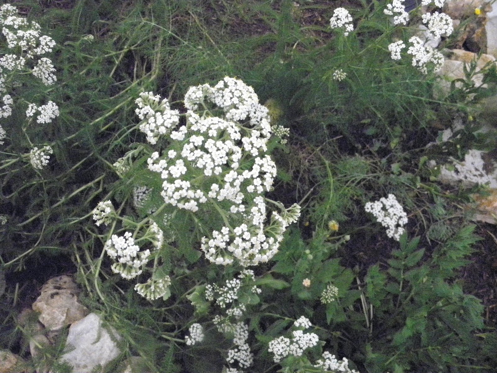 184 Best Mahonia Grapeholly Images Oregon Grape Plants Shrubs