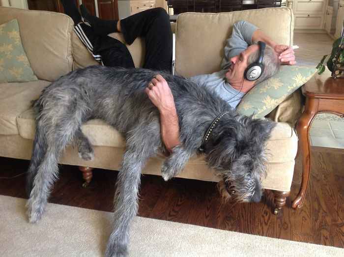 20 Hilarious Photos Of Irish Wolfhounds That Prove How Adorably Big They Are