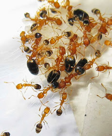 A colony of Monomorium pharaonis with secondary queens