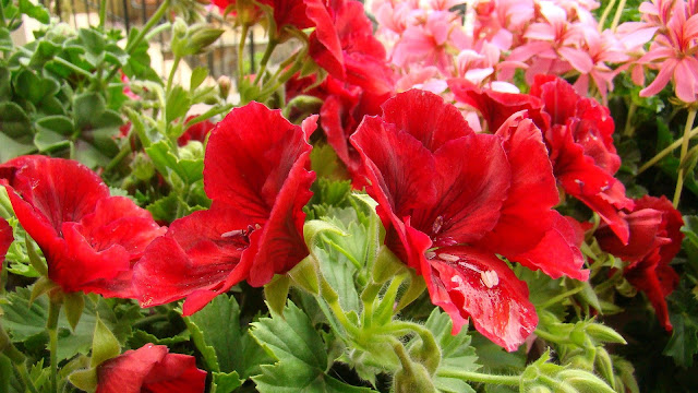 Geranios (Pelargonium sp.).