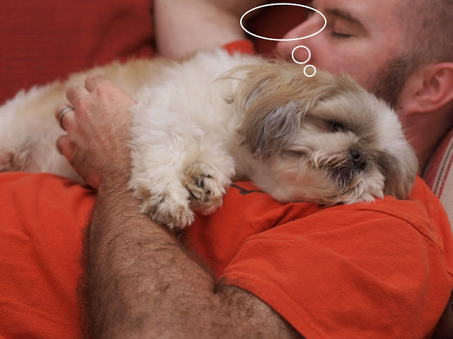 que será que os shih tzu realmente sonham