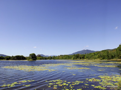 http://gritandgiggles.blogspot.com.au/2015/10/goose-goose-goose-jacana.html