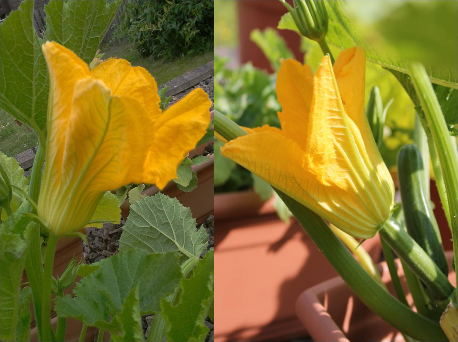 Happy Cooking Deep fried stuffed courgette flowers