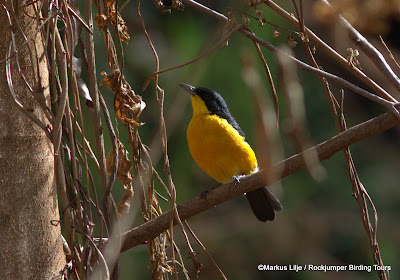 tours de observación de aves