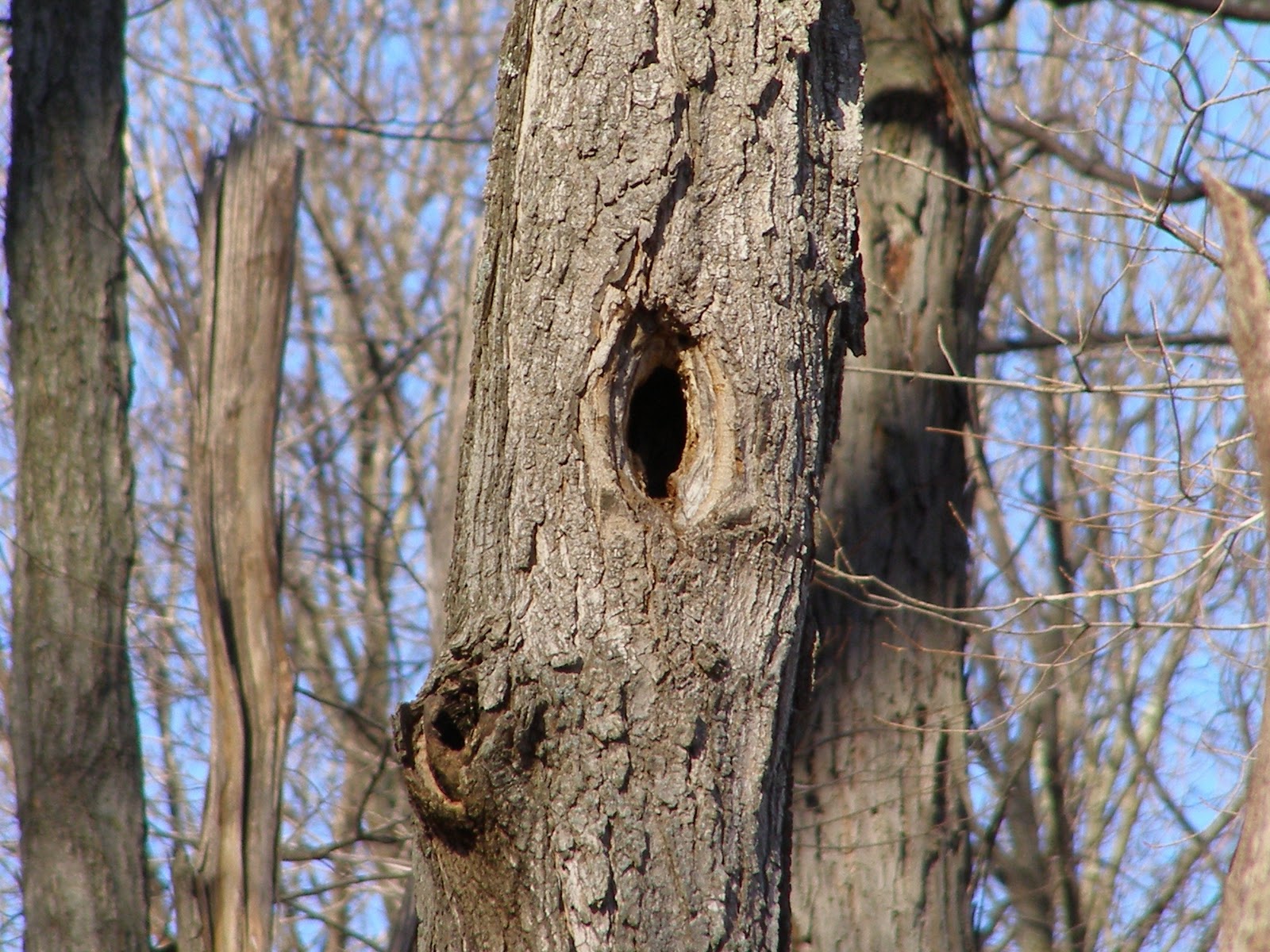 Blue Jay Barrens Tree Holes