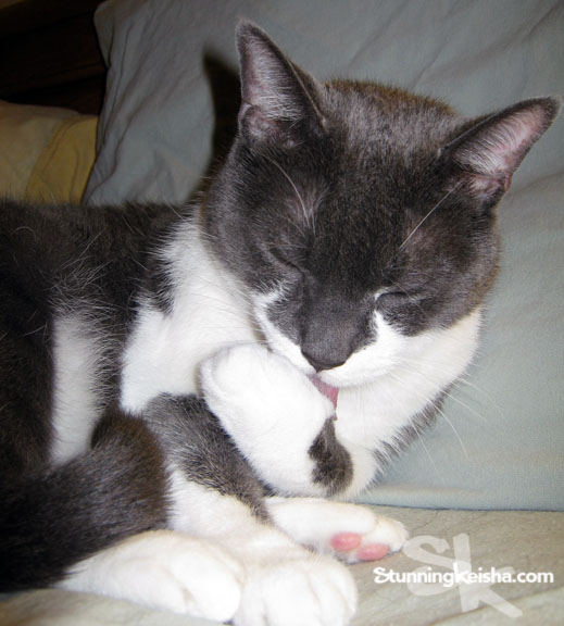 Paws Premium Cat Food Reviews Paws Premium Cat Food Reviews