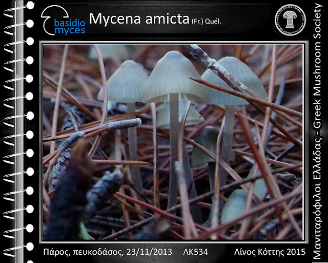 Mycena amicta (Fr.) Quél.