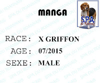 MANGA - x griffon 3 ans - Spa du Roannais à Roanne (42) FICHE%2B%2BMANGA