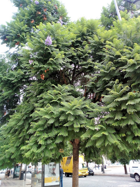 Jacaranda (Jacaranda mimosifolia D.Don.).