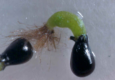 Germinating Venus flytrap seeds