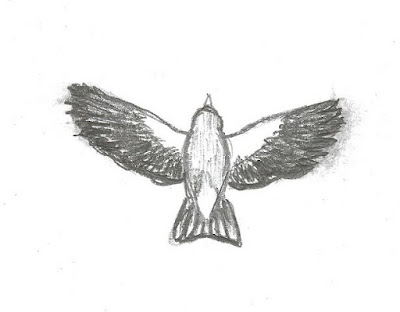 Figure 29: Drawing of American Goldfinch in overhead display flight.