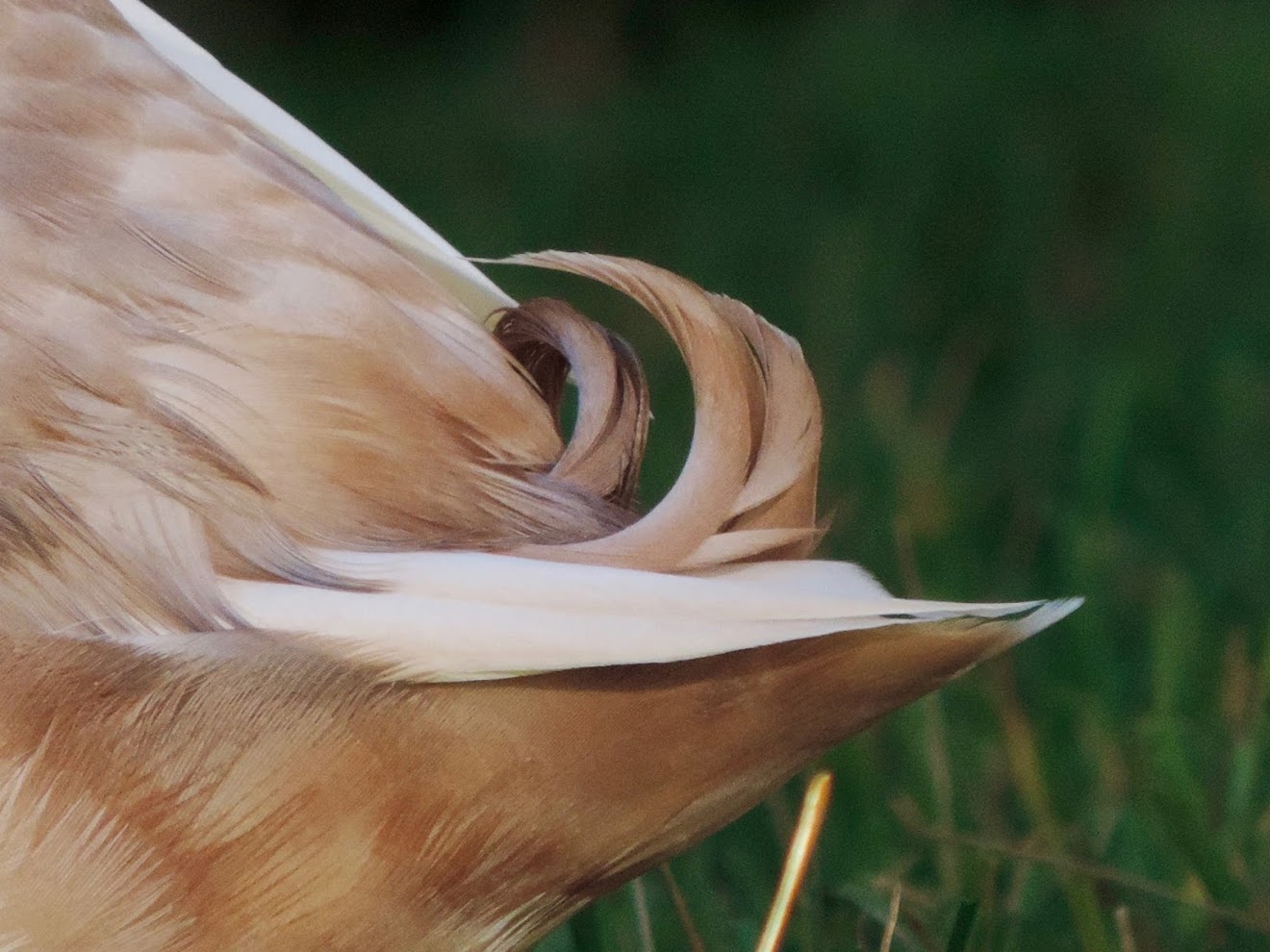 Plants Toxic (And Safe) to Pet Ducks and Geese