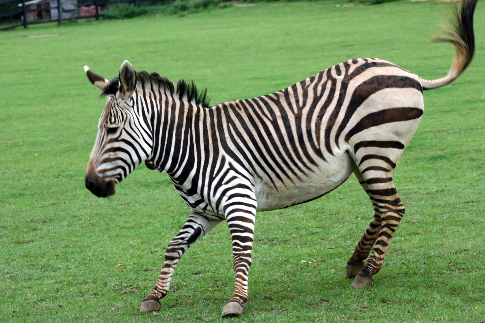 file-common-zebra-jpg