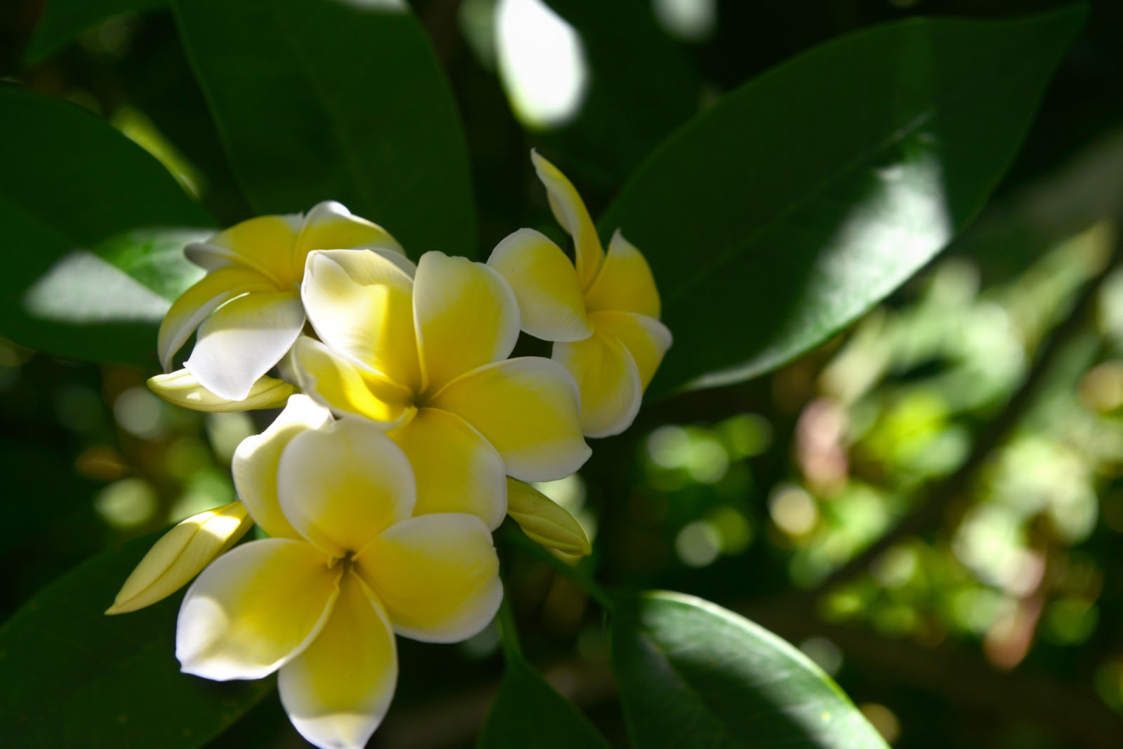 Eisenhower Photography Julie's Blog stop and smell the plumeria