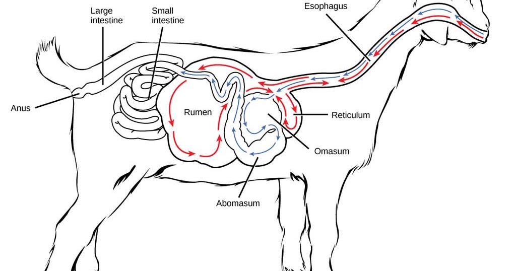 38++ Nama organ gerak kambing ideas in 2021 