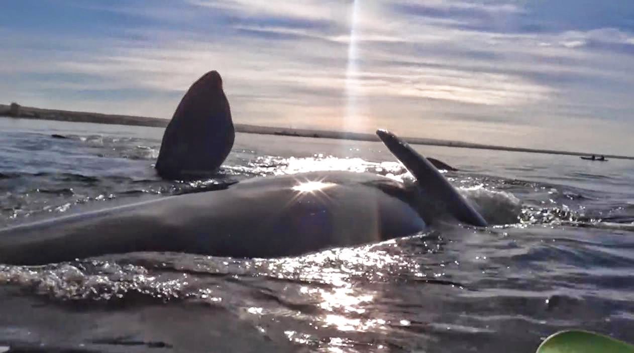 Impresionante Ballena levanta un kayak con dos personas a bordo en