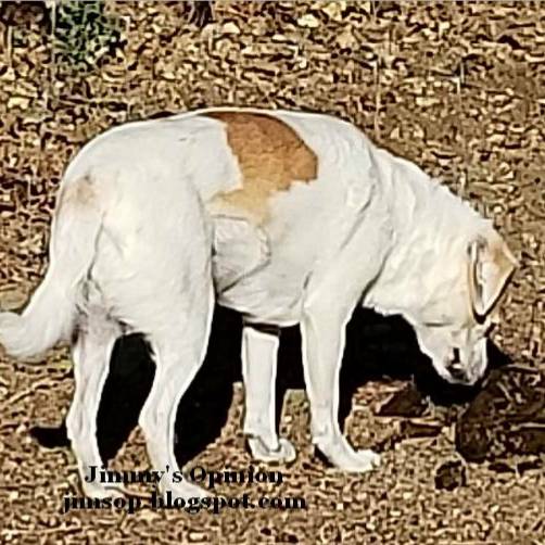 Jimmy's Opinion Things that dogs do