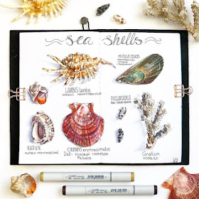 12-Sea-Shells-Irina-Shelmenko-Ирина-Шельменко-Travel-Diary-Sketches-and-Moleskine-Drawings-www-designstack-co