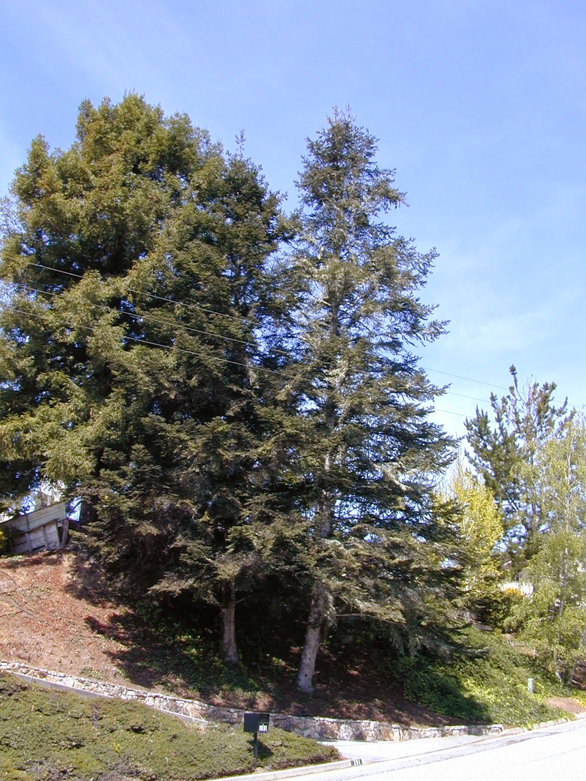 Trees of Santa Cruz County Abies grandis Grand Fir