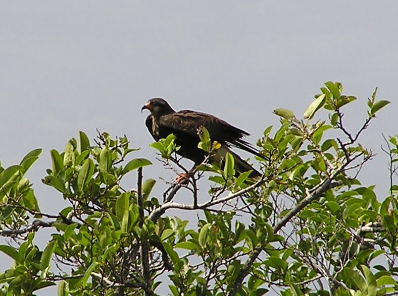 Maalie's Bird of the Day 183. Everglade Snail Kite