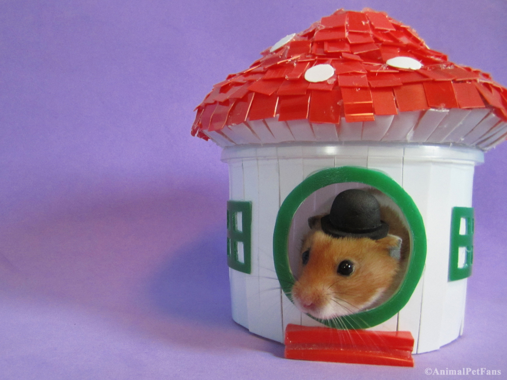 AnimalPetFans: DIY Hamster House