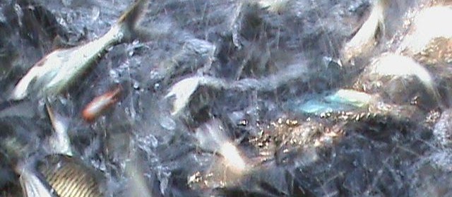 Teknik Budidaya Ikan Patin Agar Cepat Besar di Semua Kolam