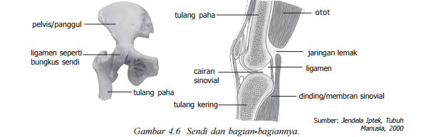 Rangkuman SISTEM GERAK MANUSIA (Pengertian, Fungsi, Tulang Sebagai Alat  Gerak Pasif, Jenis dan Fungsi Tulang, Hubungan antar Tulang, Persendian,  Rangka Aksial dan Apendiks, Kelainan Pada Tulang beserta Contohnya) -  Ranking Kelas