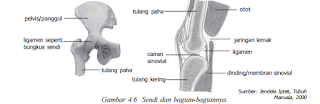 Kali ini kita akan membahas sebuah materi pembelajaran biologi tingkat SMA kelas 11 kurikulum 2013 edisi revisi yaitu tentang sistem gerak pada manusia, adapun berikut ini adalah rangkuman materi biologi organ sistem gerak manusia mulai dari pengertian, fungsi, tulang sebagai alat gerak pasif, jenis jenis tulang dan fungsi tulang, hubungan antar ulang, macam macam sendi, Rangka Aksial dan Apendiks, kelainan pada tulang beserta Contohnya