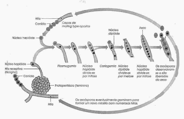 ciclo-de-vida-do-bolor